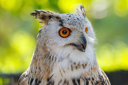 Eurasian Eagle Owl (Bubo bubo), the heaviest owl in the world