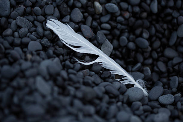 istock White feather on black volcanic pebbles at beach 530695559