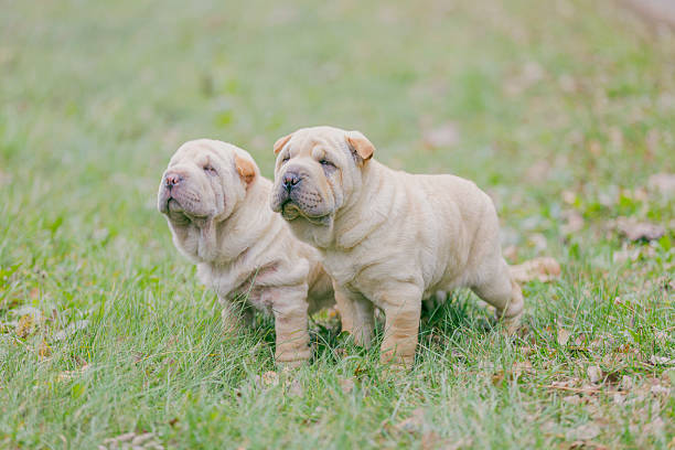 Two Shar Pei puppy Two Shar Pei puppies in nature mini shar pei puppies stock pictures, royalty-free photos & images