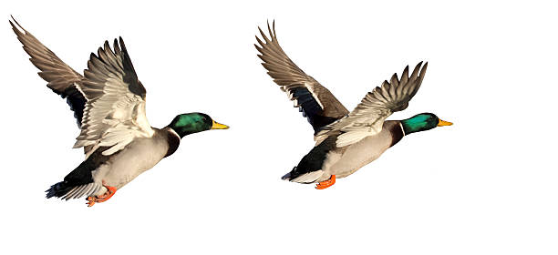 Two flying Ducks Two flying Drakes, isolated on white background drake male duck photos stock pictures, royalty-free photos & images