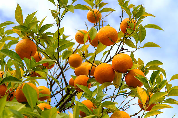 istock Trees with small ripe orange 530696117