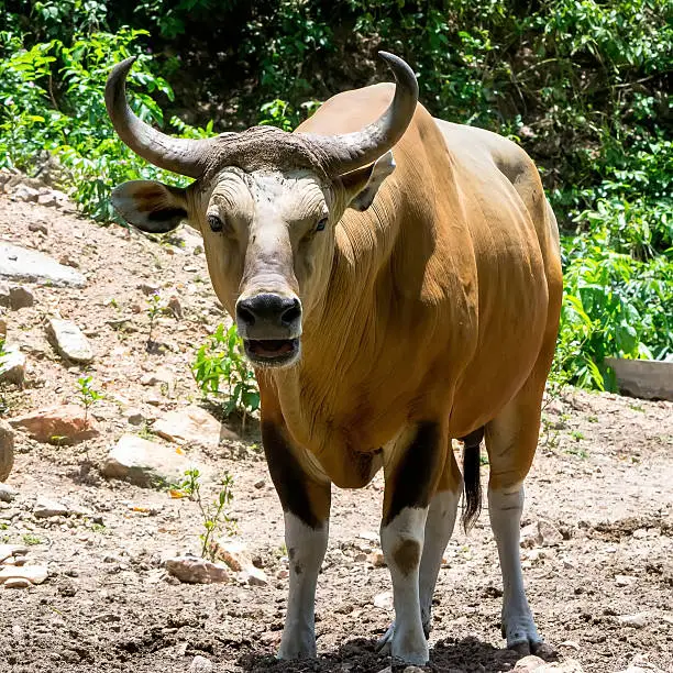The male banteng at the zoo in Thailand