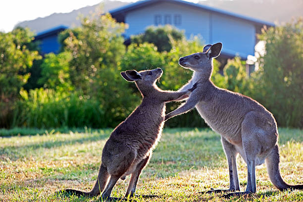 Pushing kangaroos Kangaroos giving each other a push. kangaroos fighting stock pictures, royalty-free photos & images