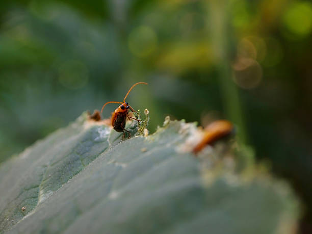 Orange Beetle stock photo