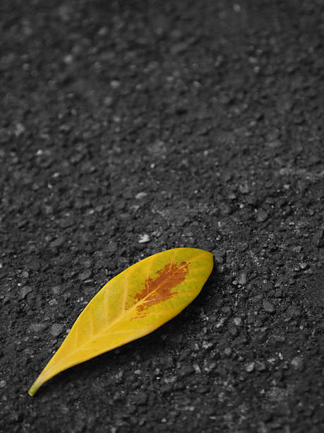 Yellow leaf on road stock photo
