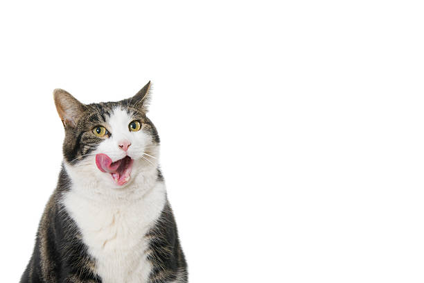 Cat with tongue sticking out Subject portrayed against a white background with room for text. Square image. animal tongue stock pictures, royalty-free photos & images