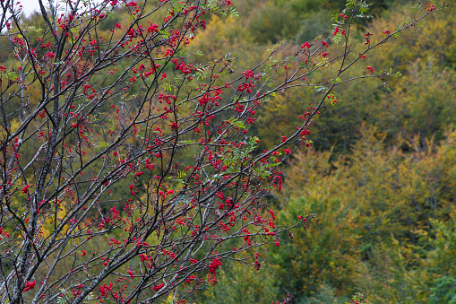 Rowan with red fruits in clusters to early fall and beech forest background