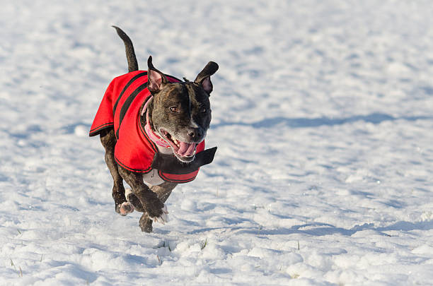 Staffordshire Bull Terrier Snow Fun stock photo