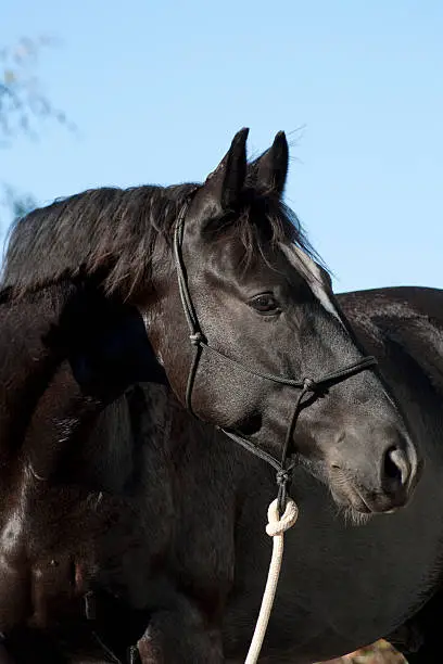 Portrait of a black rappen stallion