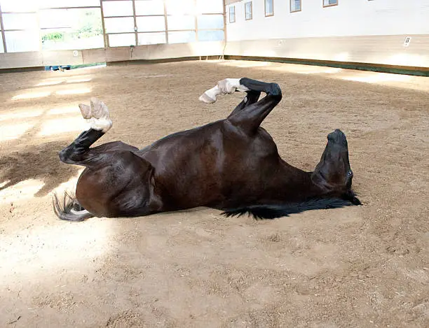 Horse rolling in the sand