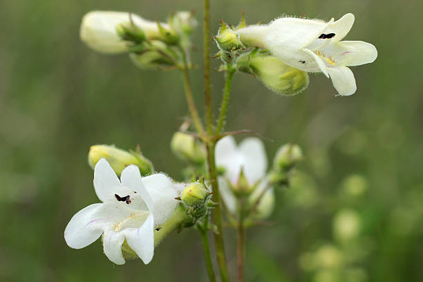 White wildflower Smooth Beard-tongue Midwest USA stock photo