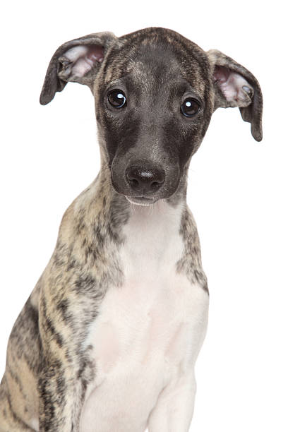 istock Whippet puppy portrait on a white background 530706085