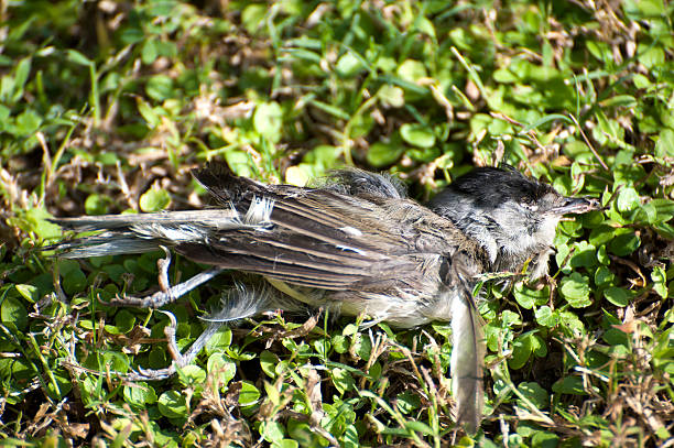 мертвый птица - accident animal bird animal body стоковые фото и изображения