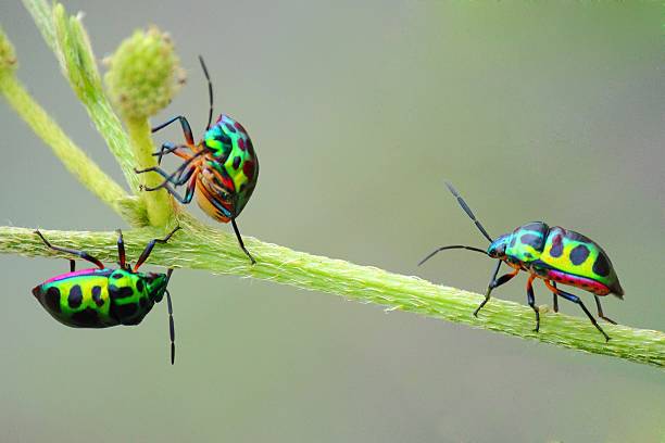 coléoptère - ladybug insect leaf beetle photos et images de collection