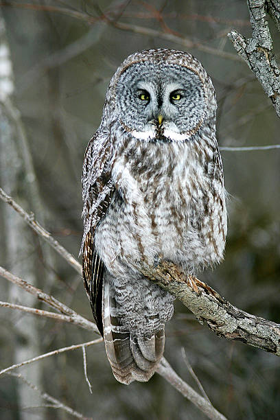 istock Great Grey Owl in Ontario Forest 530708339