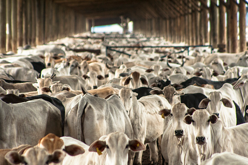 A group of cattle in confinement, in Brazil