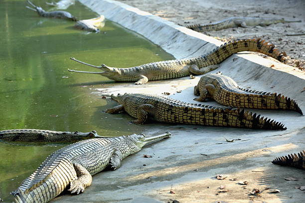 istock Breeding gharials. Chitwan-Nepal. 0918 530709275