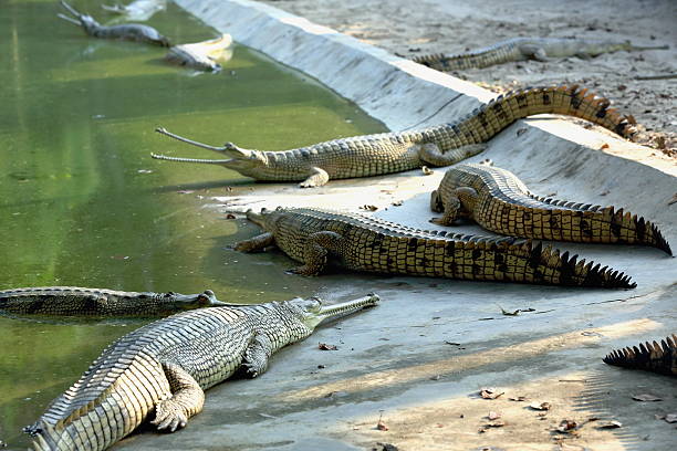 Breeding gharials. Chitwan-Nepal. 0918 Breeding young gharials -gavialis gangeticus- being reared and raised to an age of 6-9 years under protection of the Gharial Conservation Project. Chitwan Park and distr.-Narayani zone-Nepal. gavial stock pictures, royalty-free photos & images