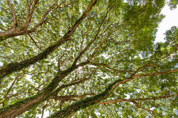 istock jungle forest tree. nature green wood sunlight backgrounds 530709897