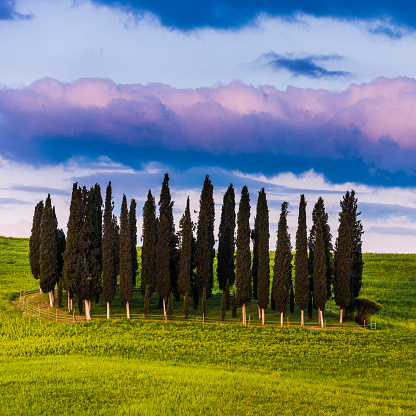 Italian cypresses - Location: Val d'Orcia, Tuscany, Italy, Europe