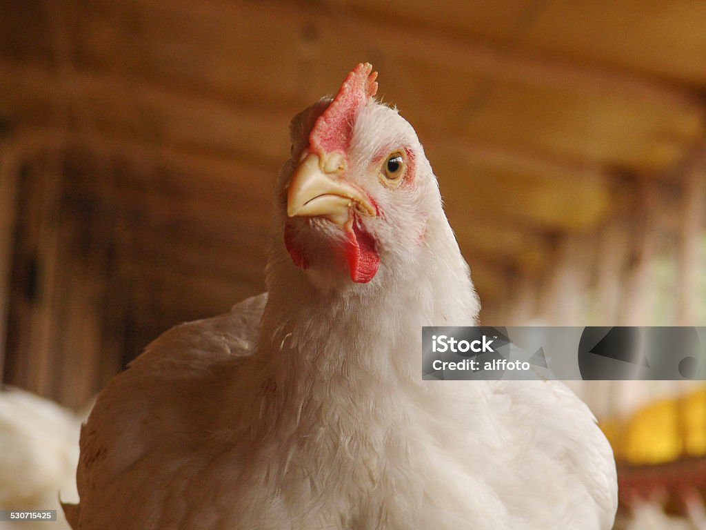 chicken farm Chicken in a poultry farm in Brazil Chicken - Bird Stock Photo