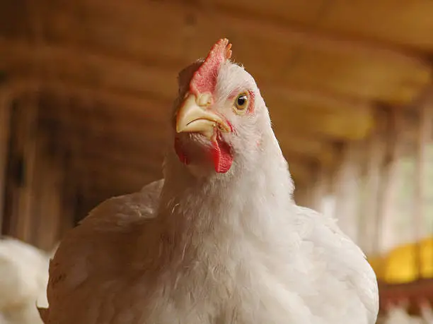 Chicken in a poultry farm in Brazil