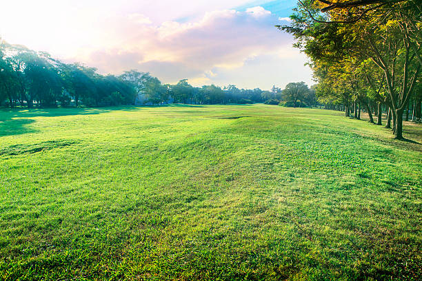 istock landscape of green environment park 530715543