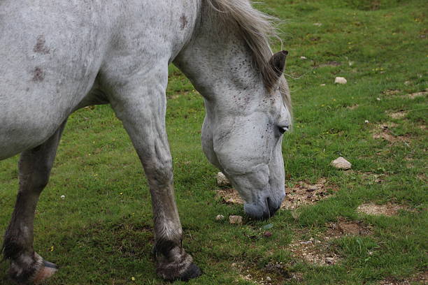 馬の牧草地のクローズアップ - horse close up non urban scene spring ストックフォトと画像