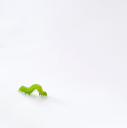 Isolated Green Caterpillar