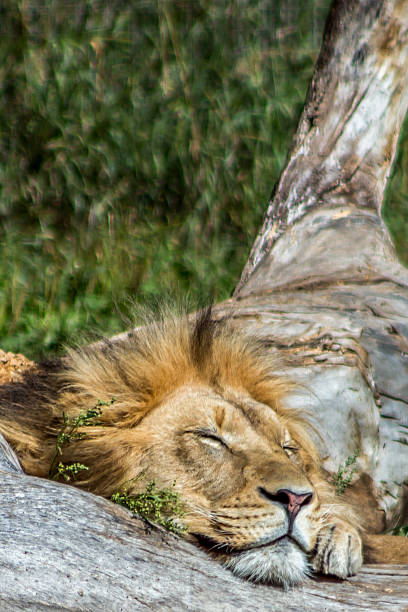 istock Male lion napping on a log in the afternoon sun 530716015