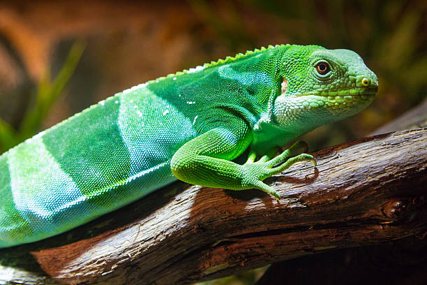 istock The fiji iguana (Brachylophus fasciatus) 530717341