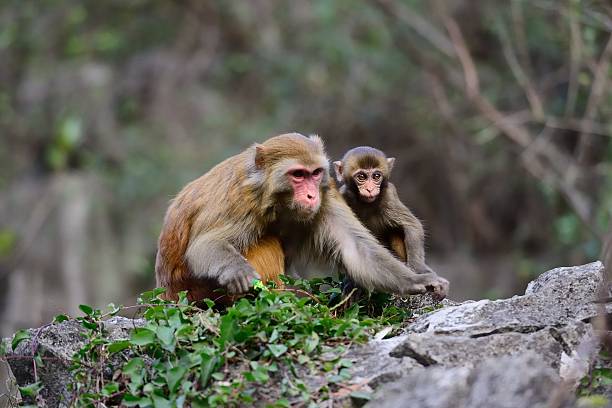 istock baby monkey and its mother 530717349