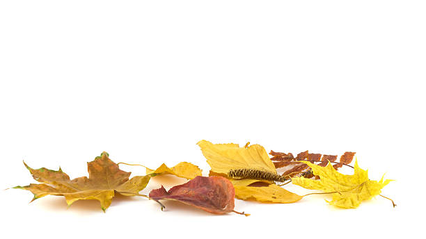 istock Group of autumn leaves on a white background 530717515