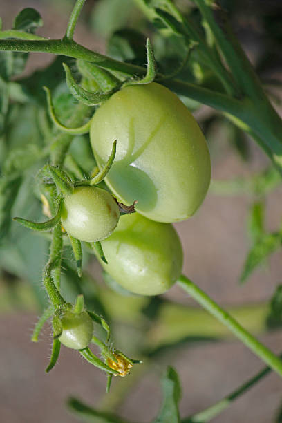 istock Lycopersicon esculentum, Solanum lycopersicum 530718767