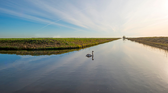 Swan swimming in a canal in sunlight