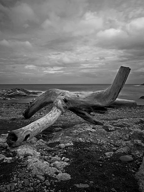 Outdoor long exposure photography from washed out drift wood at the beach.