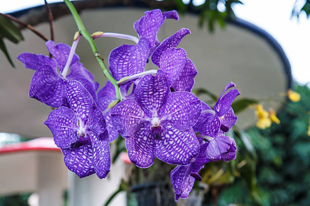 istock Orchid purple flowers 530720495