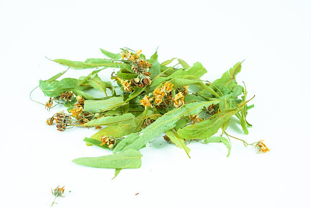 istock Tilia platyphyllos in white background 530721067