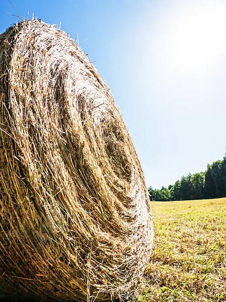 typical bale at a field near berlin