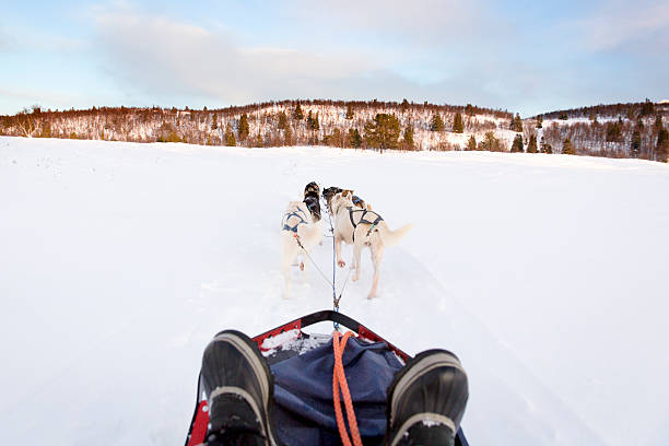 istock Sledding with husky dogs in the winter 530728003