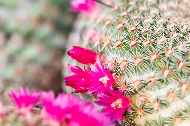 istock Close up of globe shaped cactus 530728019