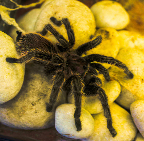 LycosidaeTarantula stock photo