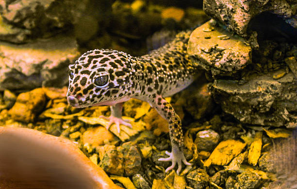 Leopard GeckoLlizard stock photo