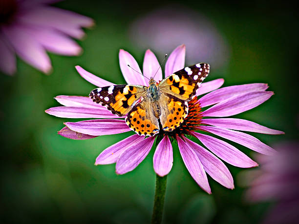 istock Painted lady, Cynthia cardui 530728223