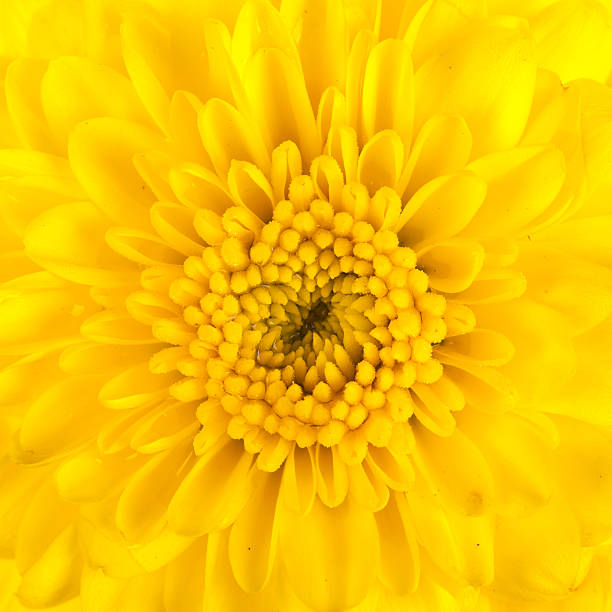 istock Yellow chrysanthemum isolated on white background 530730535