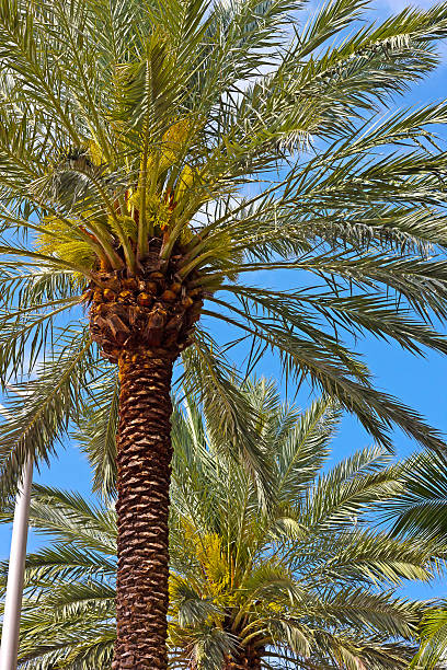 istock Palm trees flourish under tropical sun. 530730629