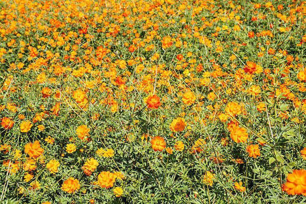 istock yellow cosmos flower in garden 530730755
