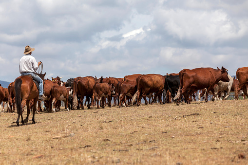 Australian stockman mustering cattle in a drought affected landscape.