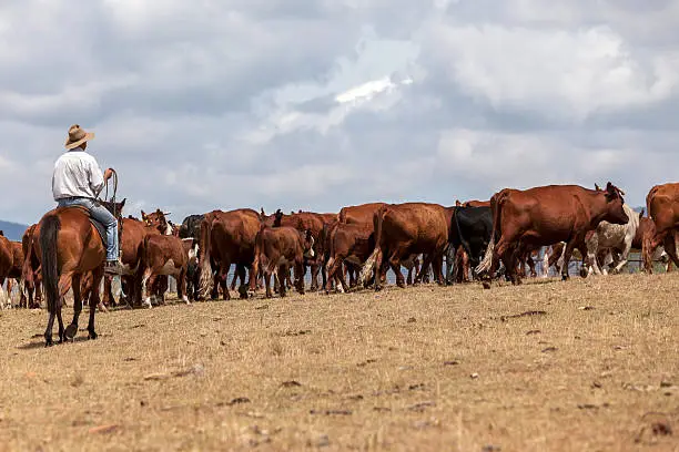 Australian stockman mustering cattle in a drought affected landscape.