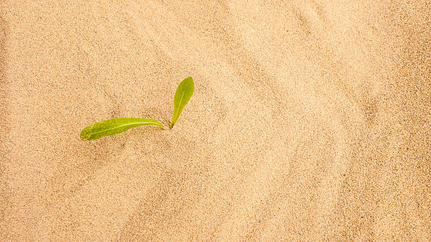 istock Young seedling growing in a desert sand 530731897
